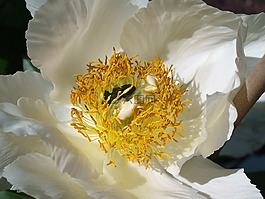 花,昆蟲,花粉
