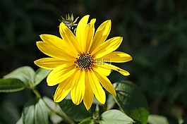 花,黃色,花園