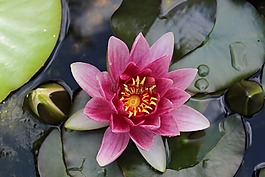 百合,水,自然