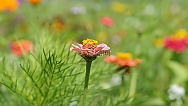 花,開花,草地