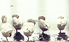 鵝,著睡鳥,天鵝