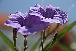 鮮花,多彩,性質(zhì)