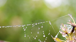 web,露水,雨滴