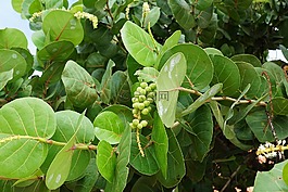 seetraube,水果,加勒比