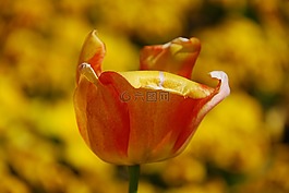 郁金香,花,黃色