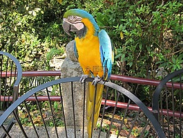 鸚鵡,鳥,動(dòng)物園
