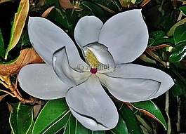 花,玉蘭,潔白的花朵