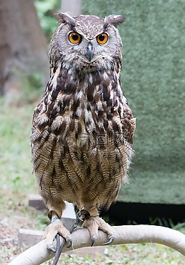 buboy buboy,捕食者,鳥