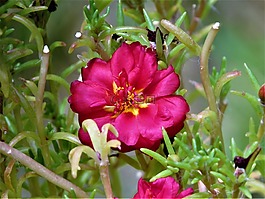 花,紅色,黃色