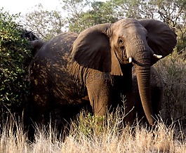 象,動物,野生動物