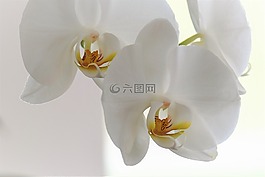 蘭花,花,開花