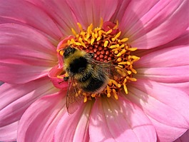 花,昆蟲(chóng),蜜蜂