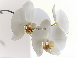 蘭花,花,開花