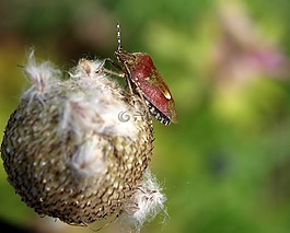 盾的bug,昆蟲,自然