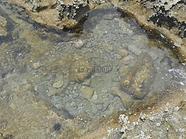 鱼,珊瑚礁,maceió