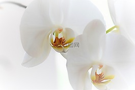 蘭花,花,開花