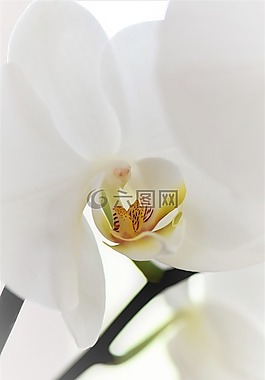 蘭花,花,開花