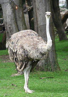 鴕鳥,女性,鳥