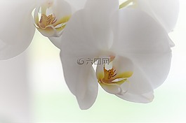 蘭花,花,開(kāi)花