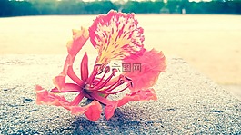 花,紅色,自然