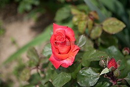 花,粉色,性質(zhì)