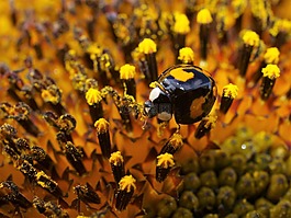 瓢蟲(chóng),花,昆蟲(chóng)