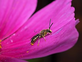 花,昆蟲,黃蜂