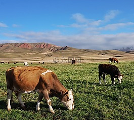 哺乳動物,農(nóng)場,牲畜