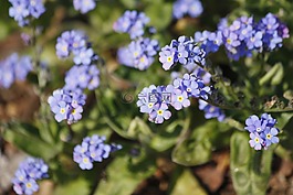 藍色,春花,vergissmeinniccht