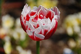 郁金香,花,黃色