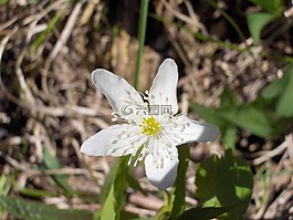 野花,花,花的
