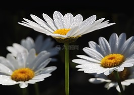 白,花瓣,花