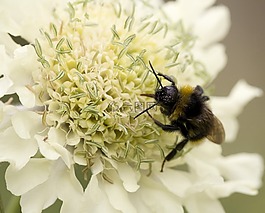 自然,蜜蜂,花
