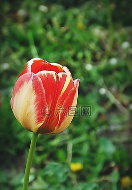 多彩的郁金香,性質(zhì),郁金香