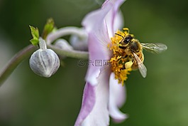 蜜蜂,花,牧草