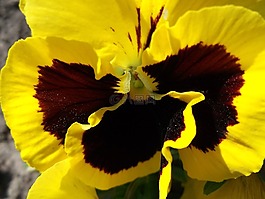 中提琴,花,黄色