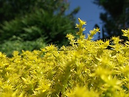 黃色,植物,春