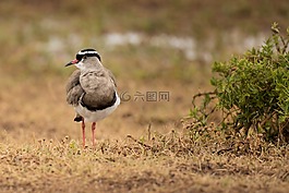 動(dòng)物世界,鳥,動(dòng)物