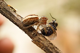 性質(zhì),昆蟲,蜘蛛