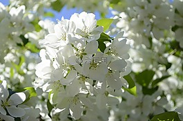 蘋果花,春天,樹