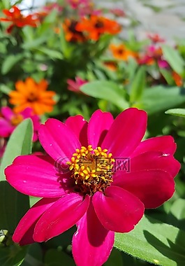 鮮花,粉紅色的花,百日草