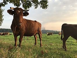 牛肉,牛,奶牛