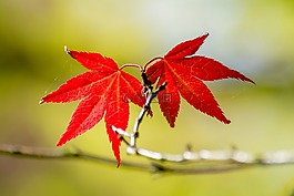 紅色,葉子,雙胞胎