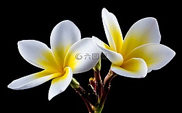 開花,花,素馨花