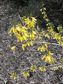 連翹,春天的花朵,春天