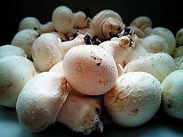 蘑菇,真菌,礦物質(zhì)