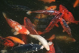 錦鯉,鯉魚,魚
