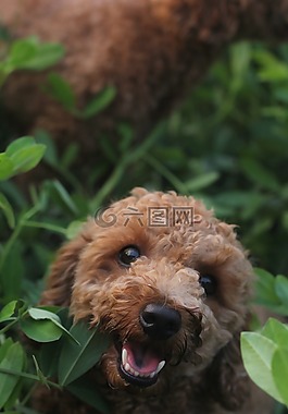 綠色,葉,植物