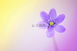 花,開花,紫