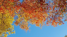 秋天,葉子,天空